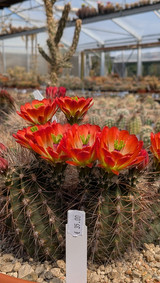 Cactus Echinocereus en fleur