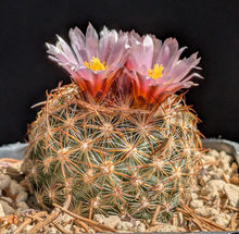 Pediocactus simpsonii