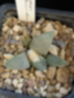 Ariocarpus retusus v. retusus