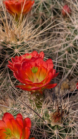 Cactus Echinocereus en fleur