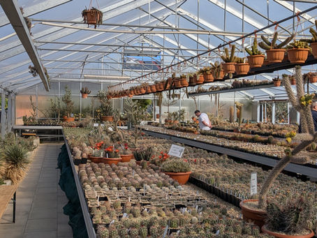 Gewächshaus Chiemgau Kaktus