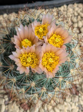 Pediocactus simpsonii