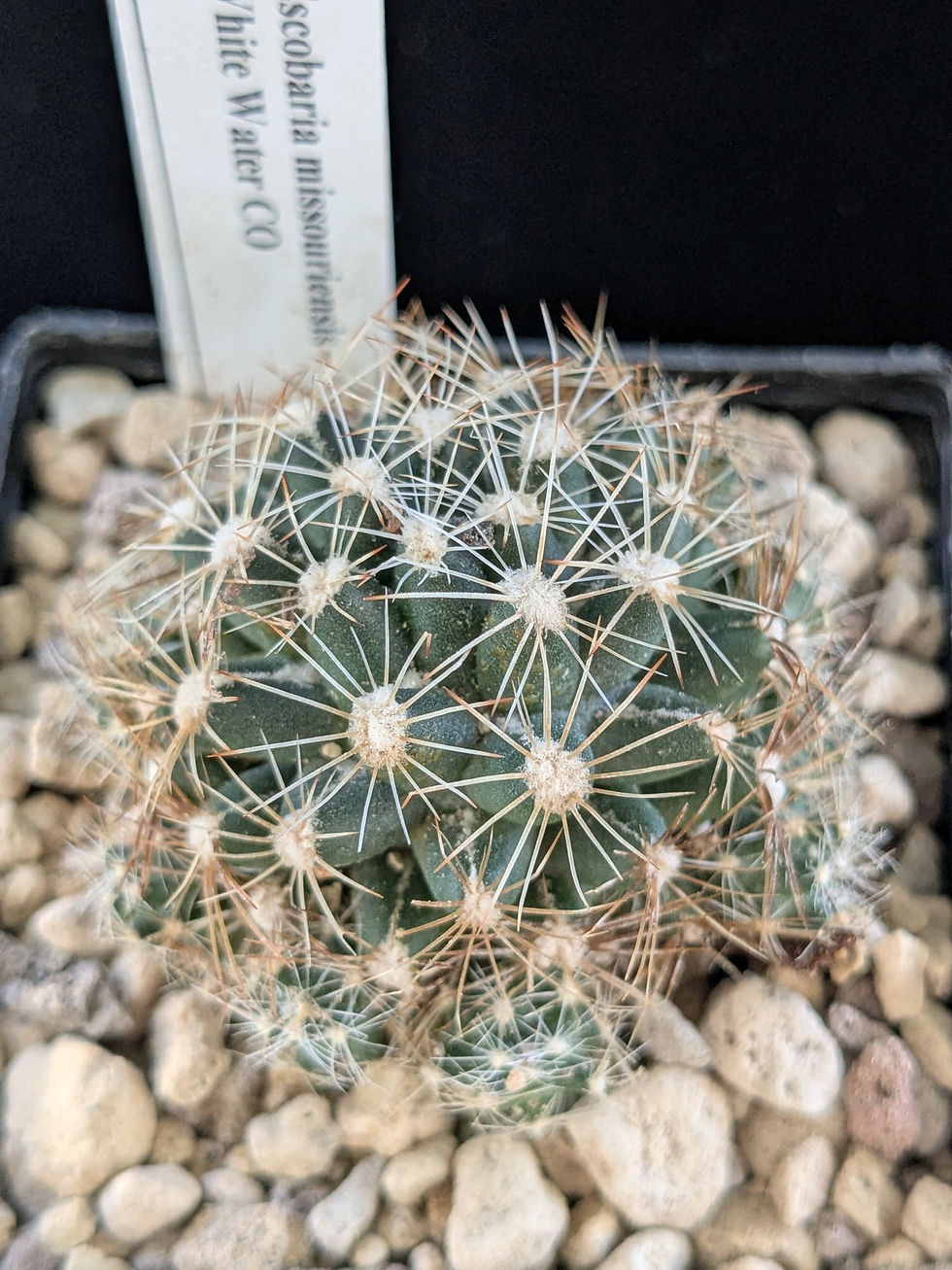 Escobaria missouriensis