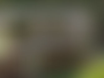 Bac de culture surélevé avec toit protecteur pour cactus en pots, installé dans un jardin pour protéger les plantes de la pluie.