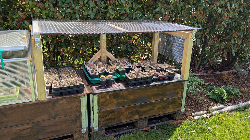 Bac de culture surélevé avec toit protecteur pour cactus en pots, installé dans un jardin pour protéger les plantes de la pluie.