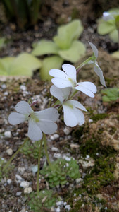 Pinguicula