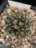 Ariocarpus kotshoubeyanus