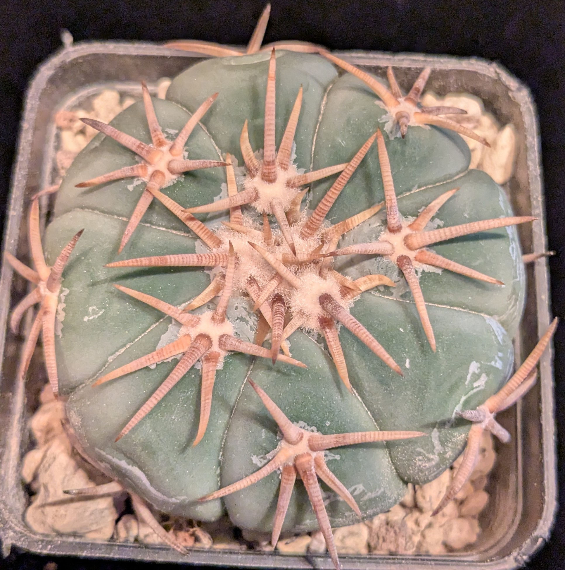 Echinocactus horizonthalonius