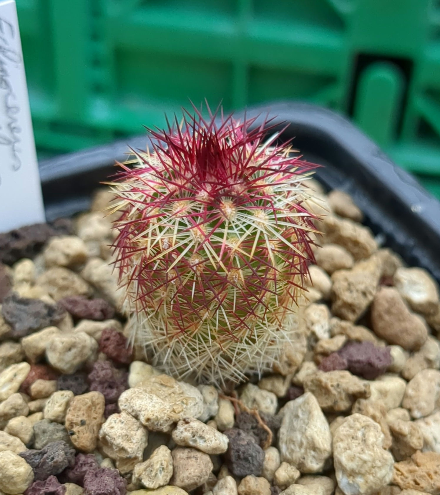 Echinocereus chloranthus v. cylindricus TC058