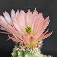 Echinocereus triglochidiatus "Panayoti" x coccineus