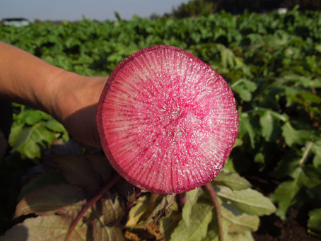 赤大根（紅くるり）