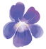 すみれ