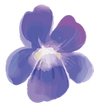 すみれ