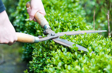 庭木のお手入れ