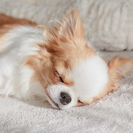 犬