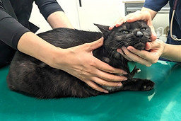 猫の診察
