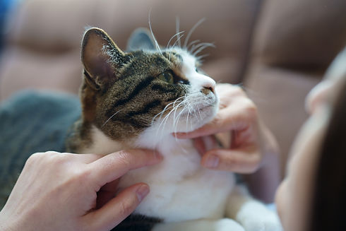 猫の健康診断 ロッキー動物病院