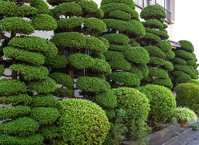 植木
