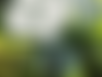 Building a World-leading Bioeconomy from Aotearoa's forests