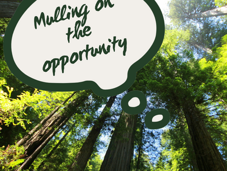Building a World-leading Bioeconomy from Aotearoa's forests