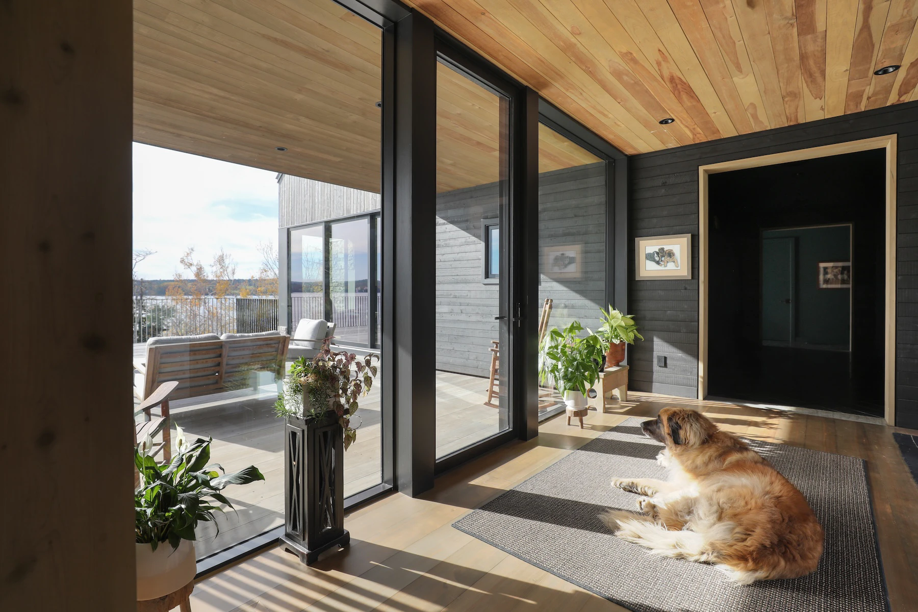 Owner's dog resting in the sunlight which pours in through large Marvin windows and a mulled swinging door