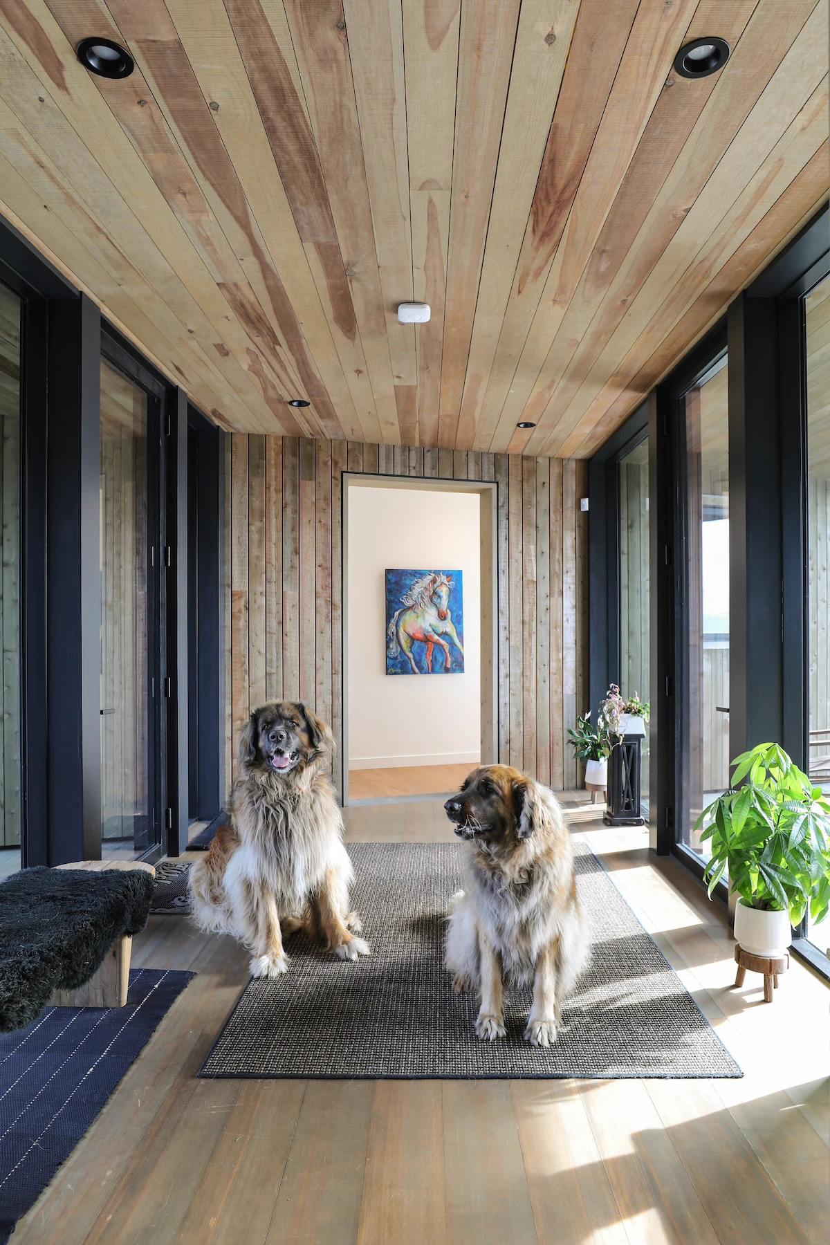 Dogs enjoy the sunny breezeway at St. Croix Homestead in New Brunswick