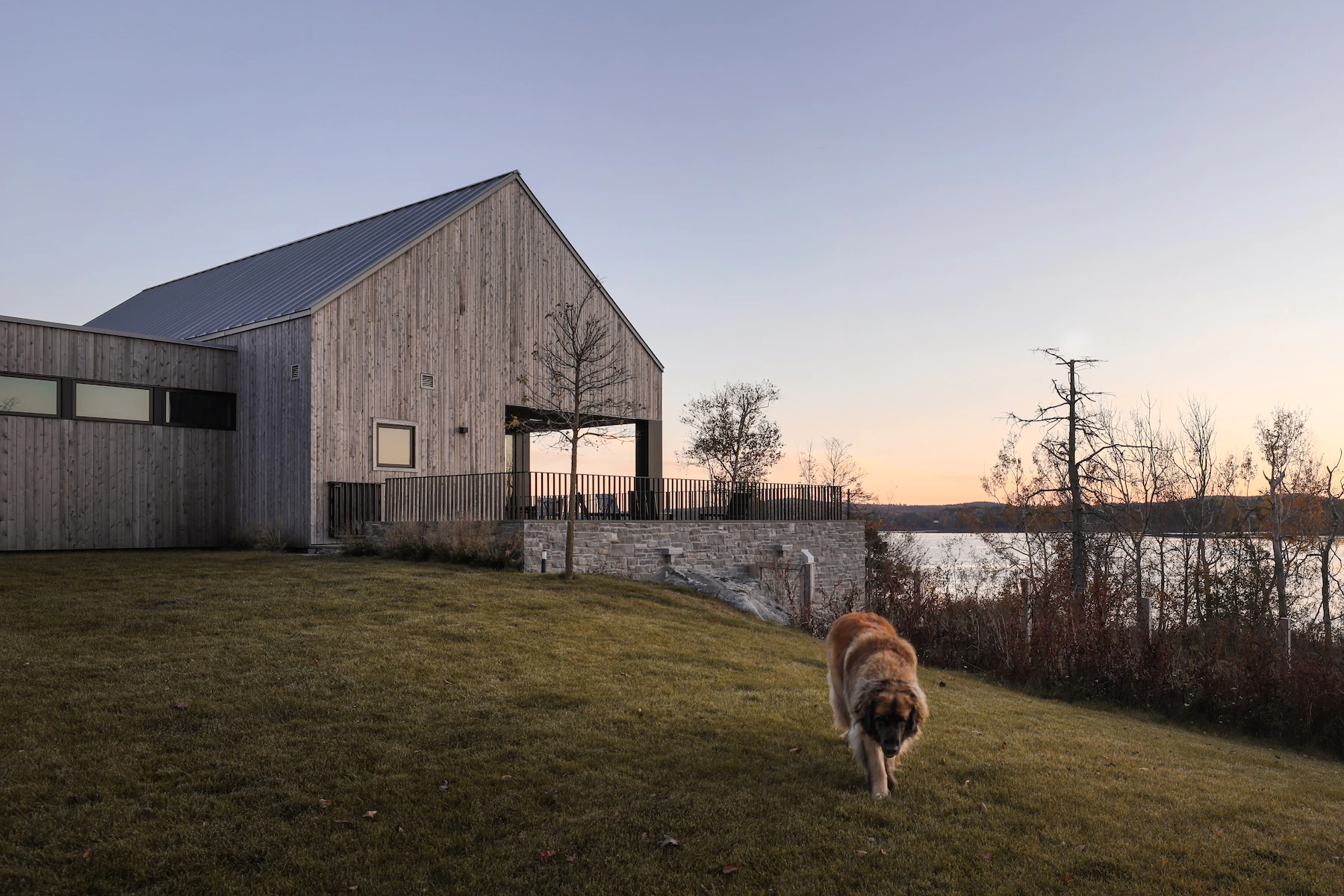 Dog walks on the grass towards camera with Rivers Edge home set in the background against a sunset twilight sky