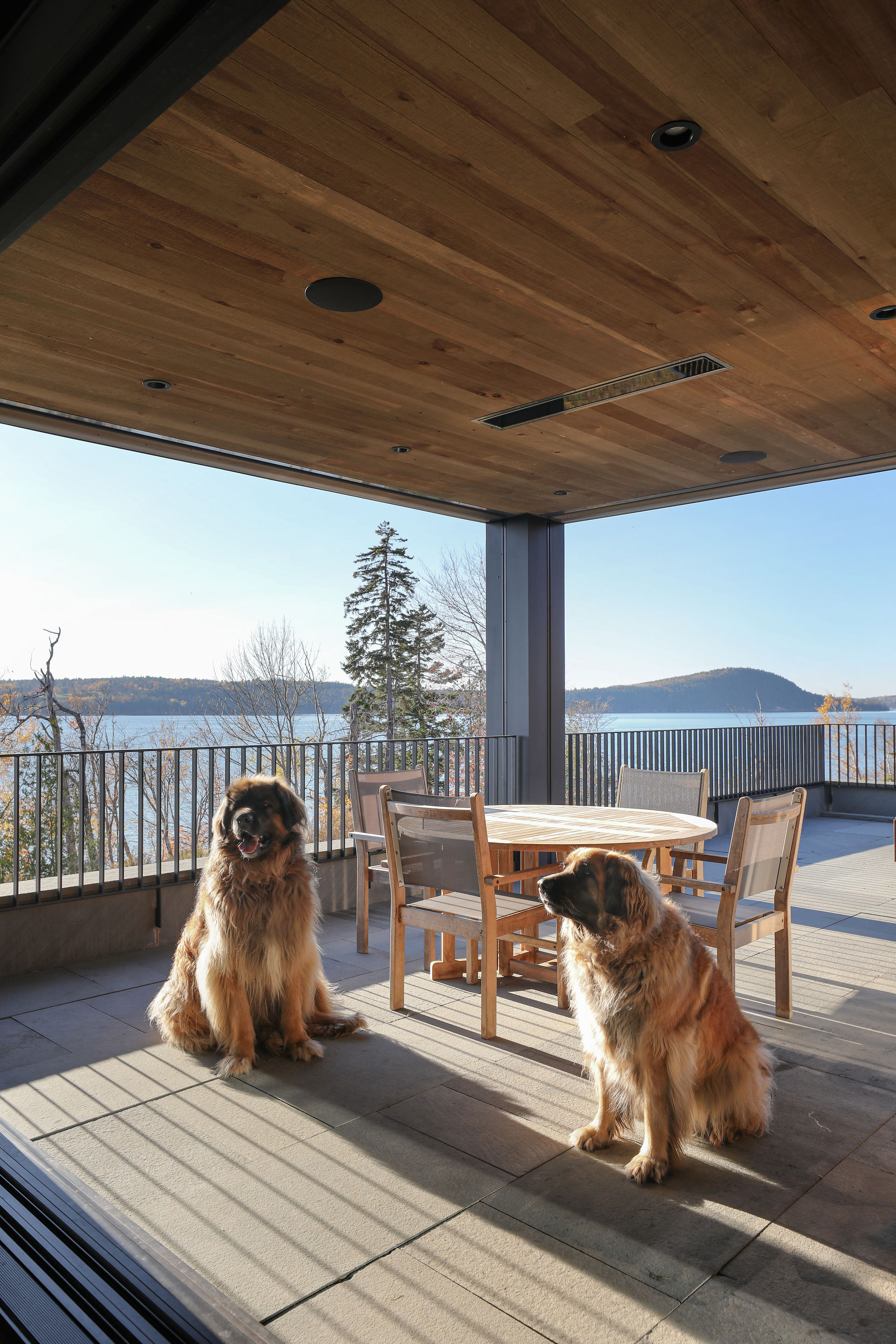 Des chiens profitent du soleil sous l'espace repas couvert, juste à côté de la cuisine.
