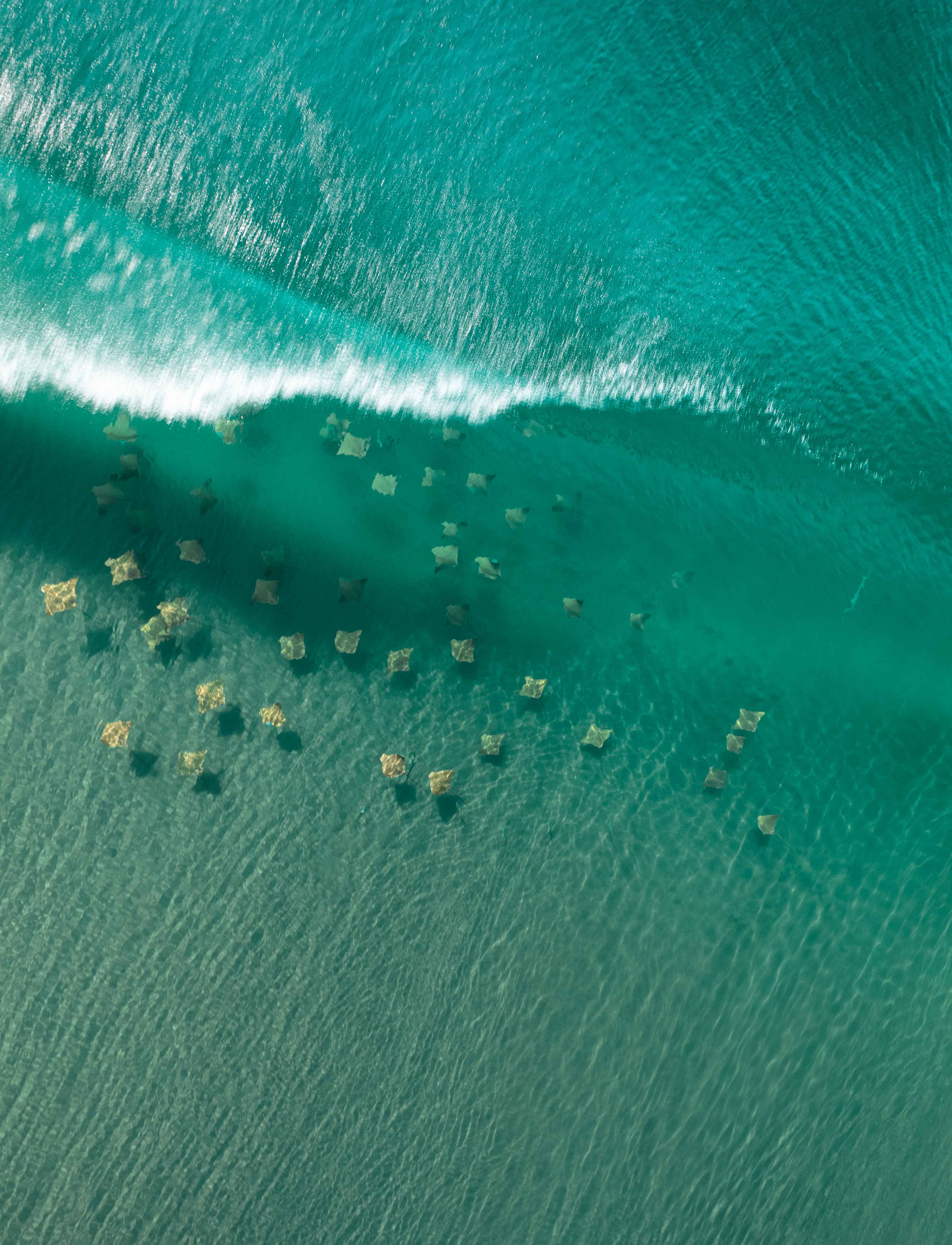 Group of stingrays swimming in clear turquoise Pacific Ocean beneath a breaking wave in Mexico