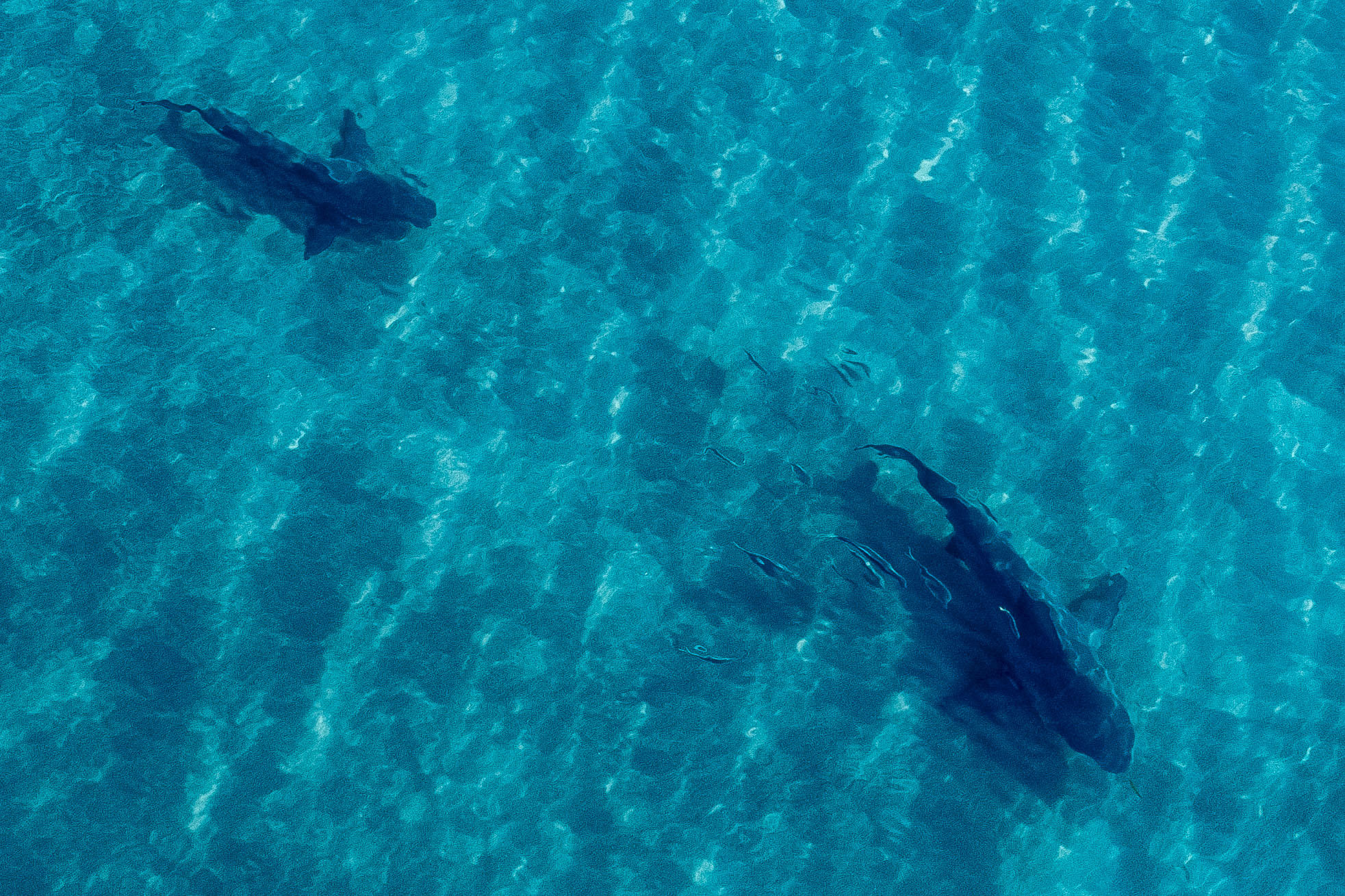 Two large bull sharks swimming through deep blue and purple Pacific Ocean waters in Mexico