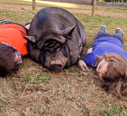 Two giggling children laying on either side of a pot-bellied pig in fall grass.