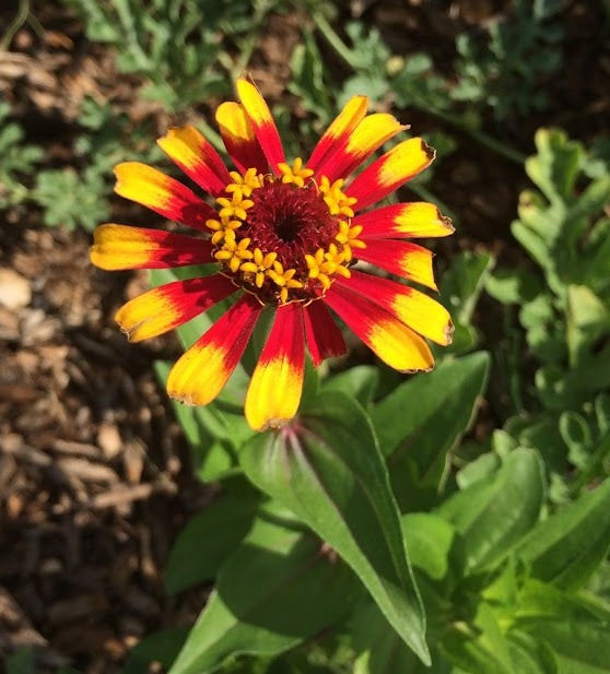 Thumbnail: Flower - Zinnia, Sombrero