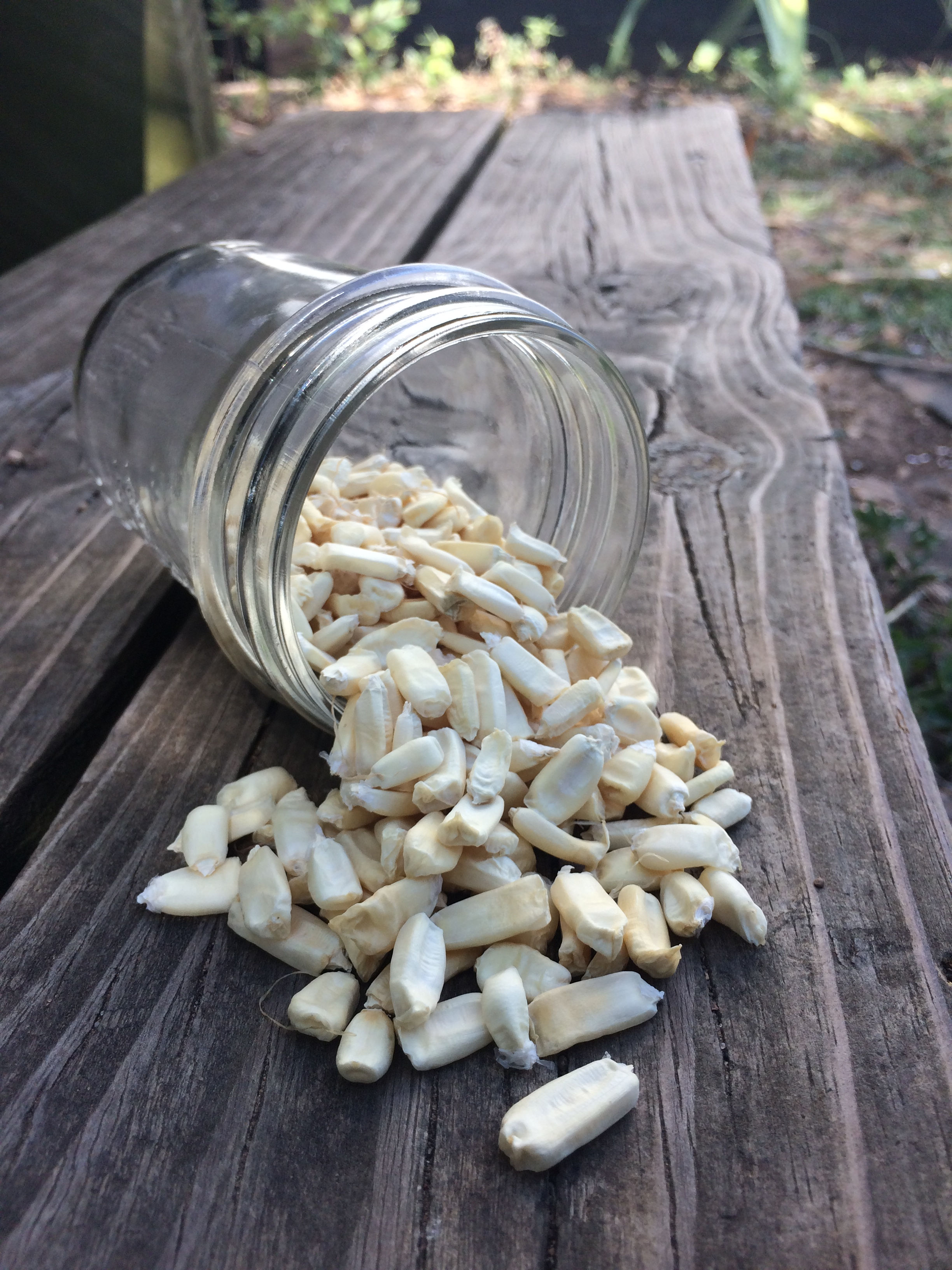 Corn - Gourdseed (Southern Acclimated)