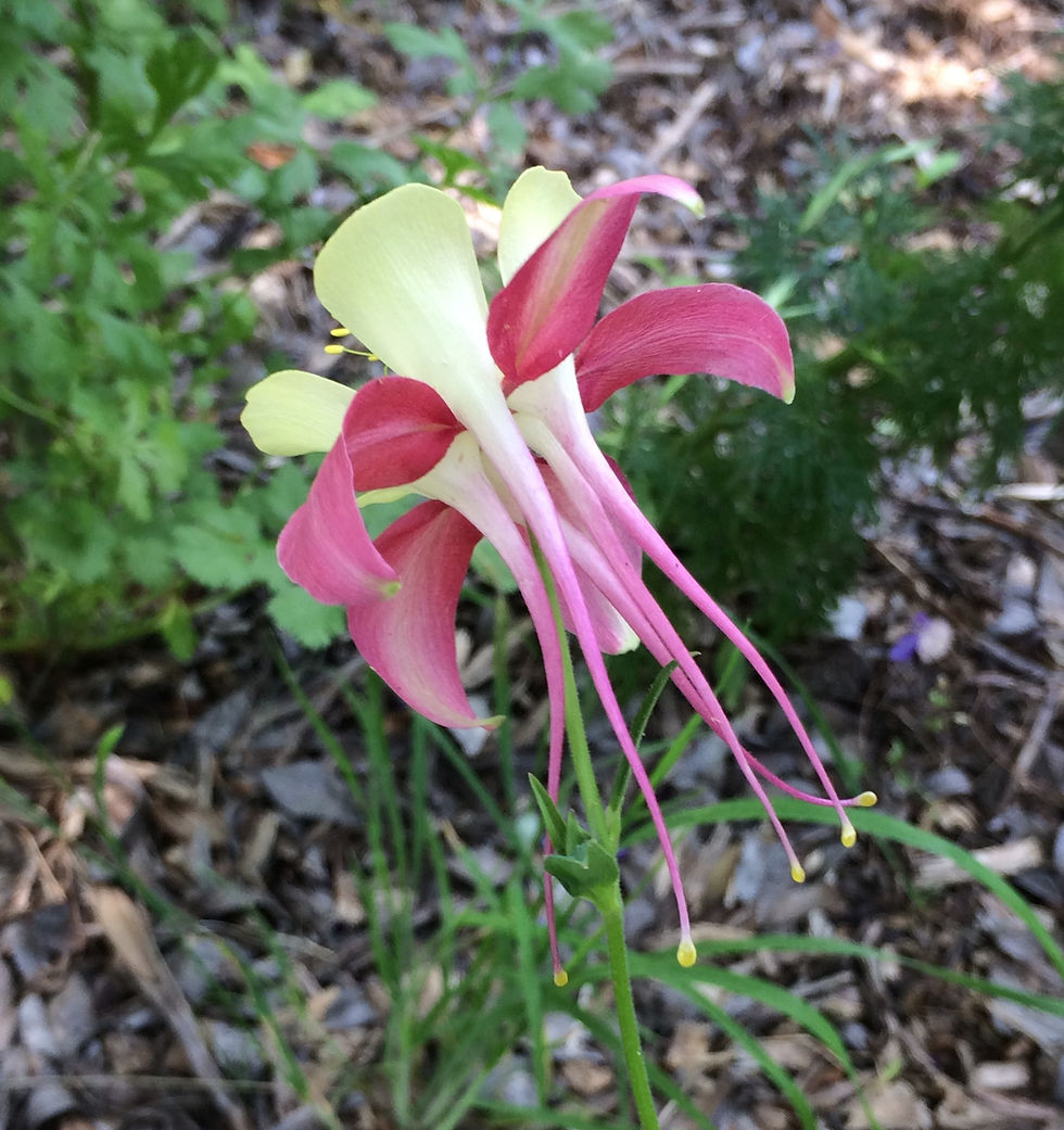 Thumbnail: Flower - Columbine-McKana's Giant Mix