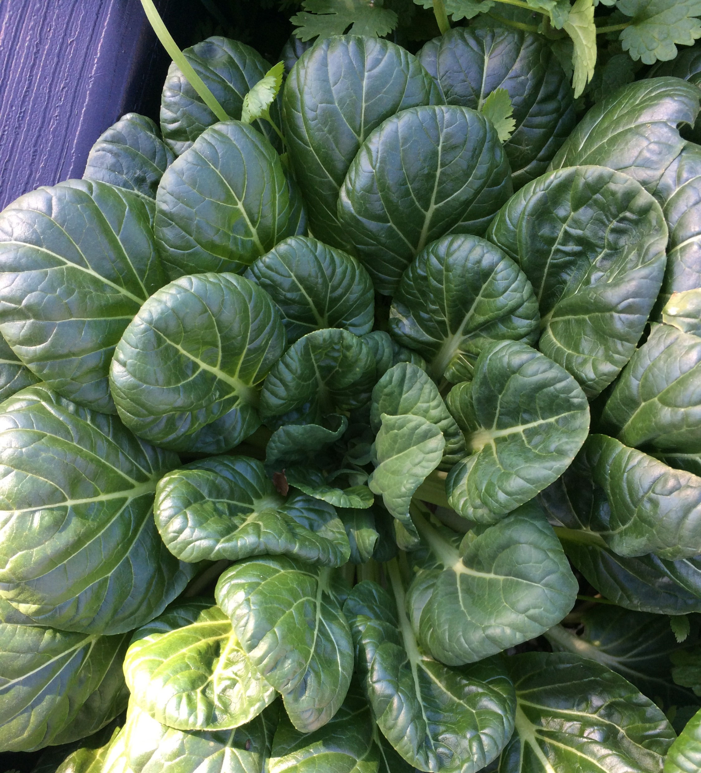 Greens - Tatsoi (Asian Spinach)