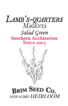 Thumbnail: Lamb's Quarters-Magenta (Southern Acclimated)