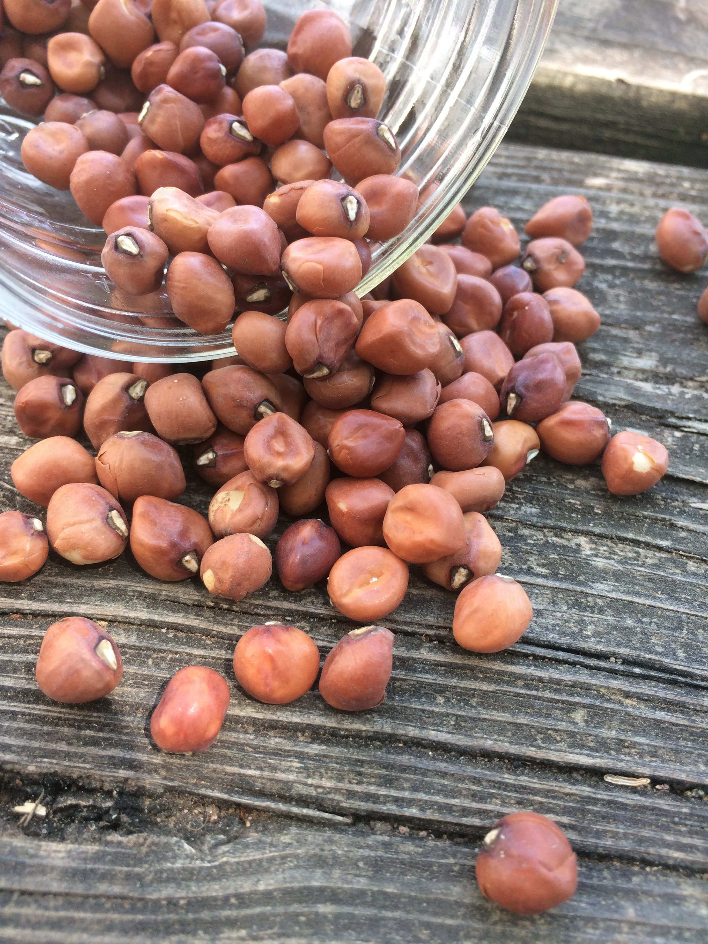Southern Pea Dimpled Brown Crowder Brim Seed Co.
