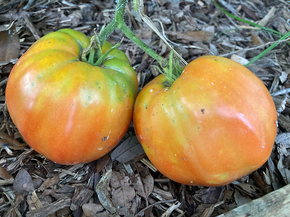 Thumbnail: Tomato - Italian Heirloom (Southern Acclimated)