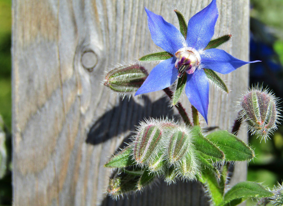 Herb - Borage
