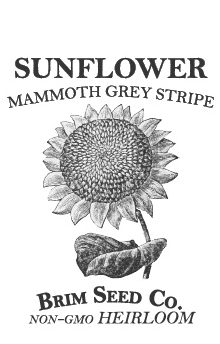 Thumbnail: Sunflower, Mammoth Grey Stripe