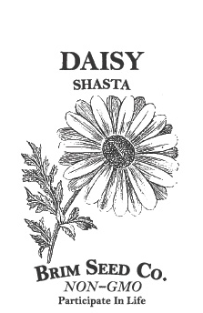 Thumbnail: Flower - Daisy, Shasta