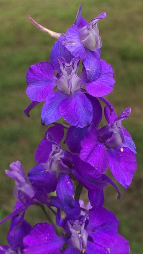 Flower - Larkspur (Southern Acclimated) | Brim Seed Co.