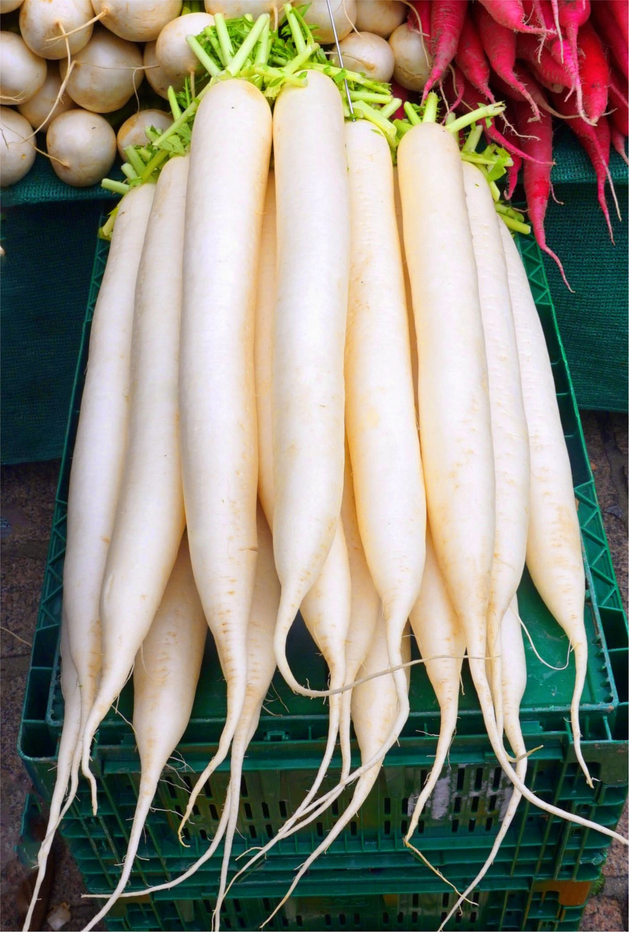 Radish - White Icicle