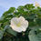 Thumbnail: Flower - Moonflower Vine (Southern Acclimated)