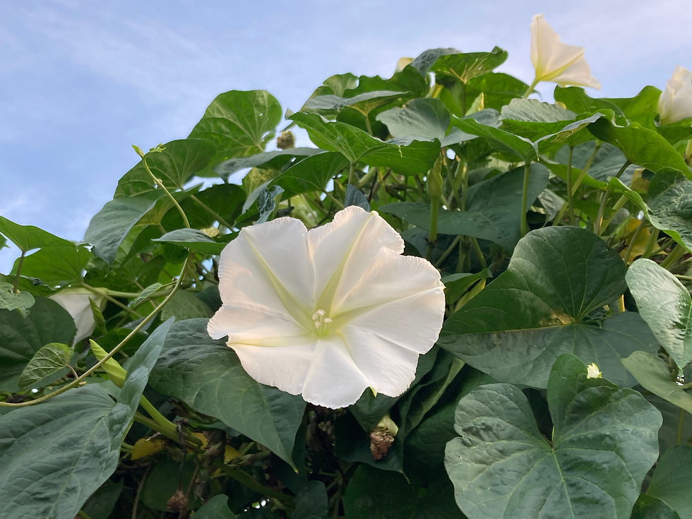 Thumbnail: Flower - Moonflower Vine (Southern Acclimated)