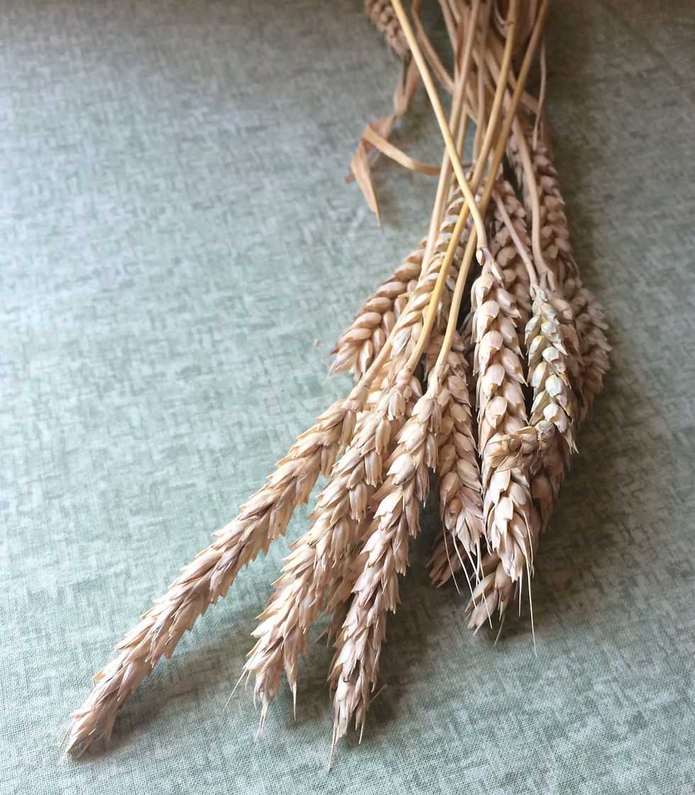 Thumbnail: Wheat-Russian Beardless (Southern Acclimated)