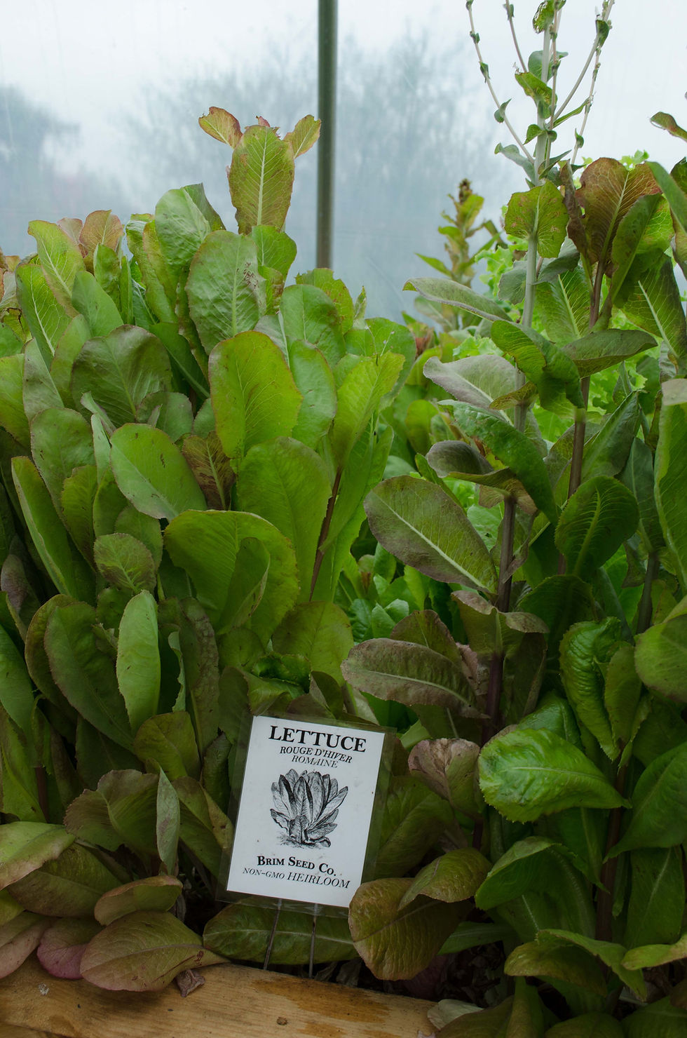 Thumbnail: Lettuce - Rouge d'Hiver, Romaine