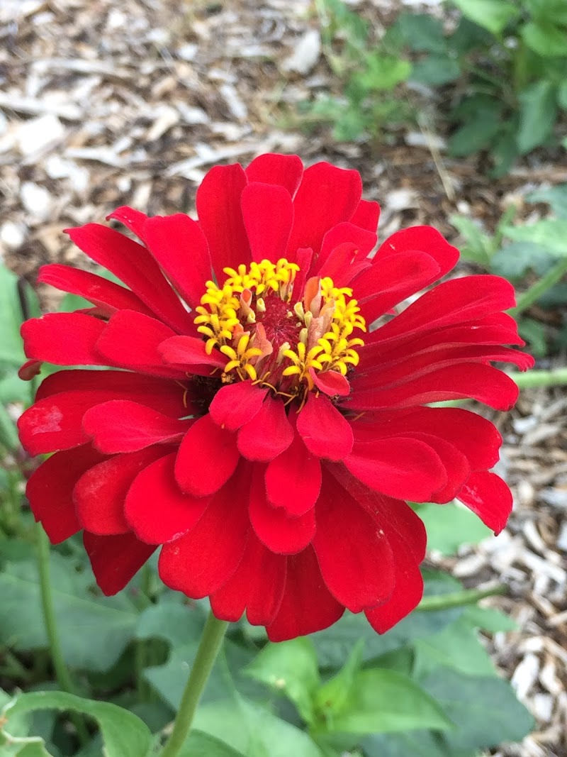 Thumbnail: Flower - Zinnia, Cherry Queen