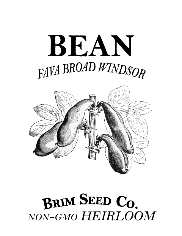 Thumbnail: Bean-Fava Broad Windsor