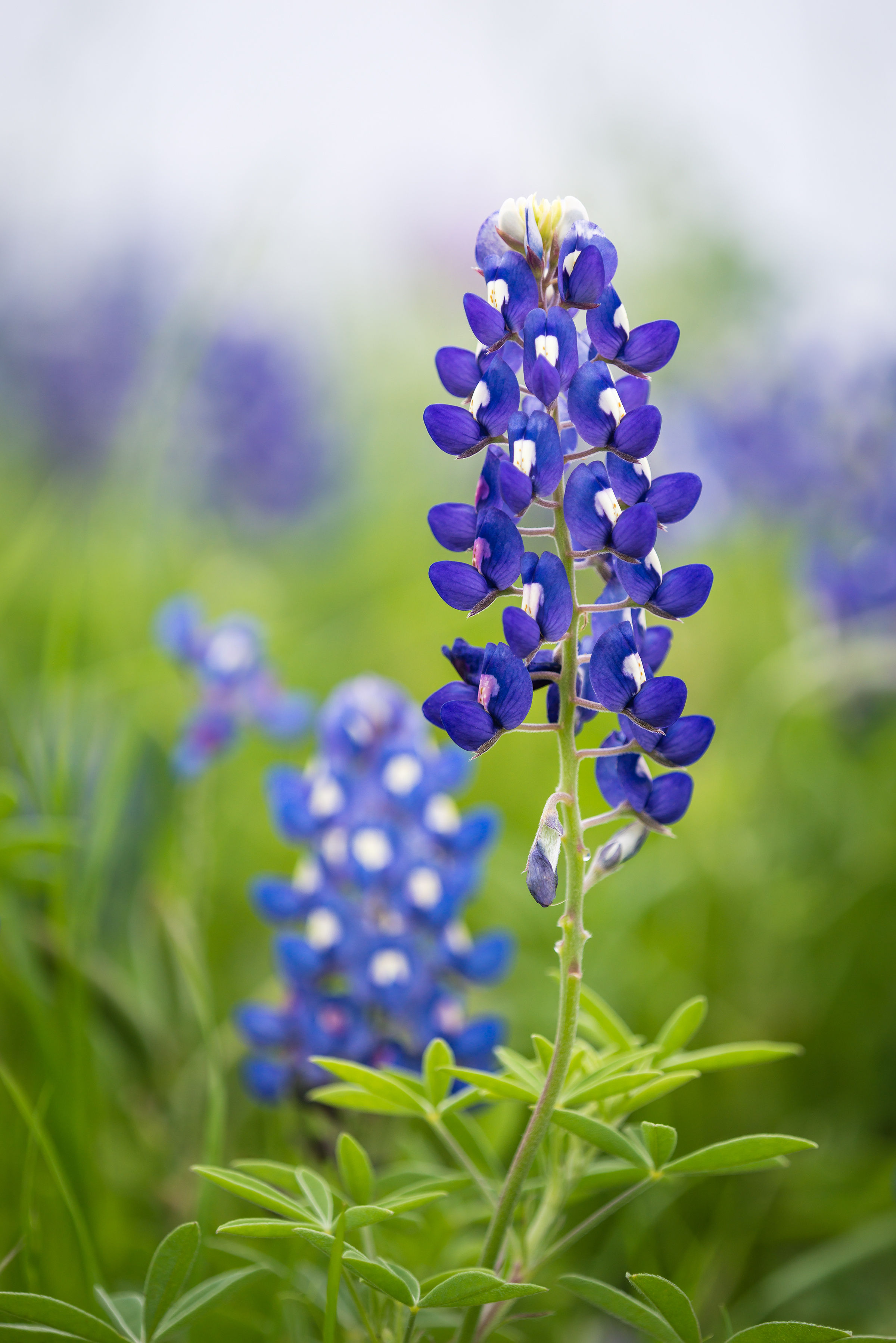 Wildflower - Texas Bluebonnet